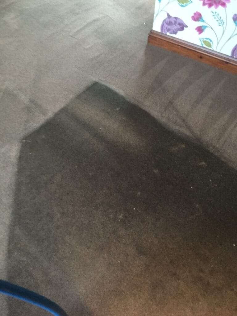 cleaning carpet in home